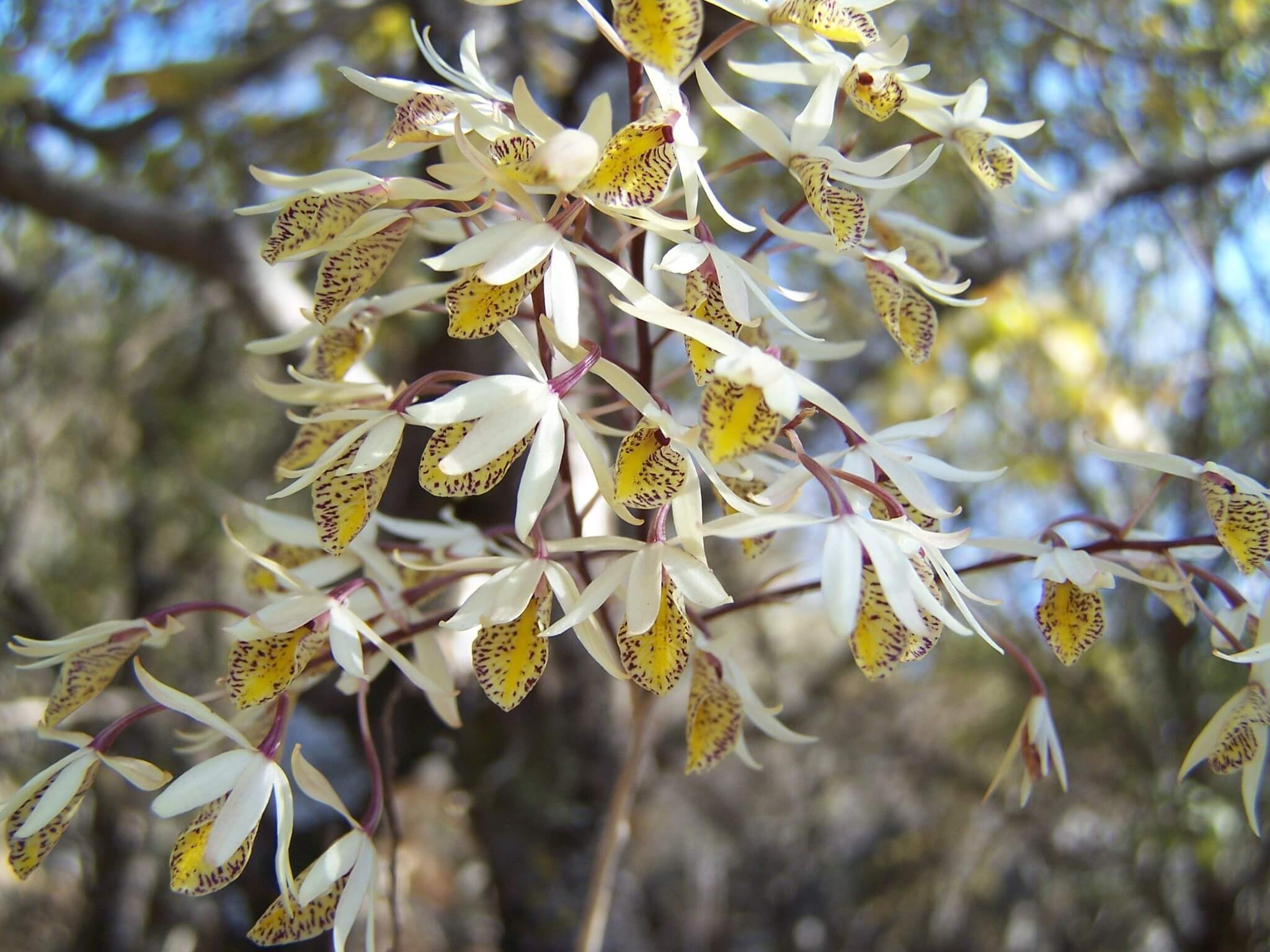 Barkeria obovata